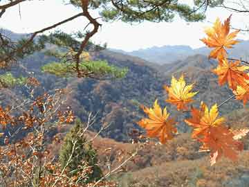 宽川乡新项目引领乡村发展新篇章